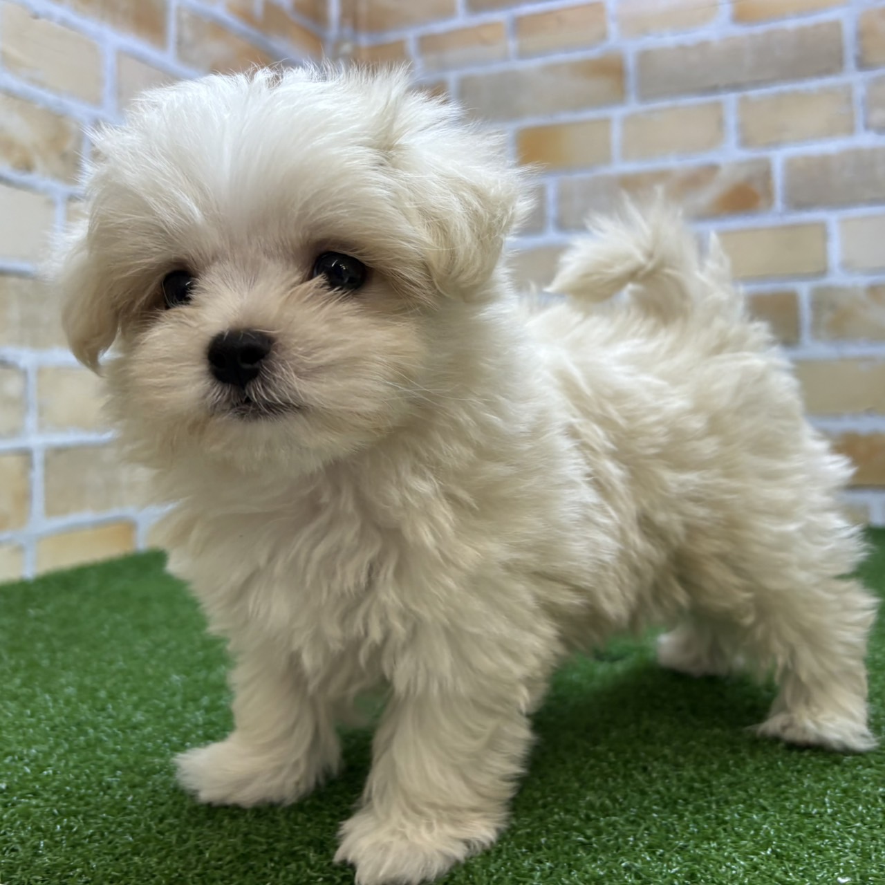 神奈川県のマルチーズ (かねだい横浜店/2025年7月19日生まれ/男の子/ホワイト)の子犬の2枚目の画像