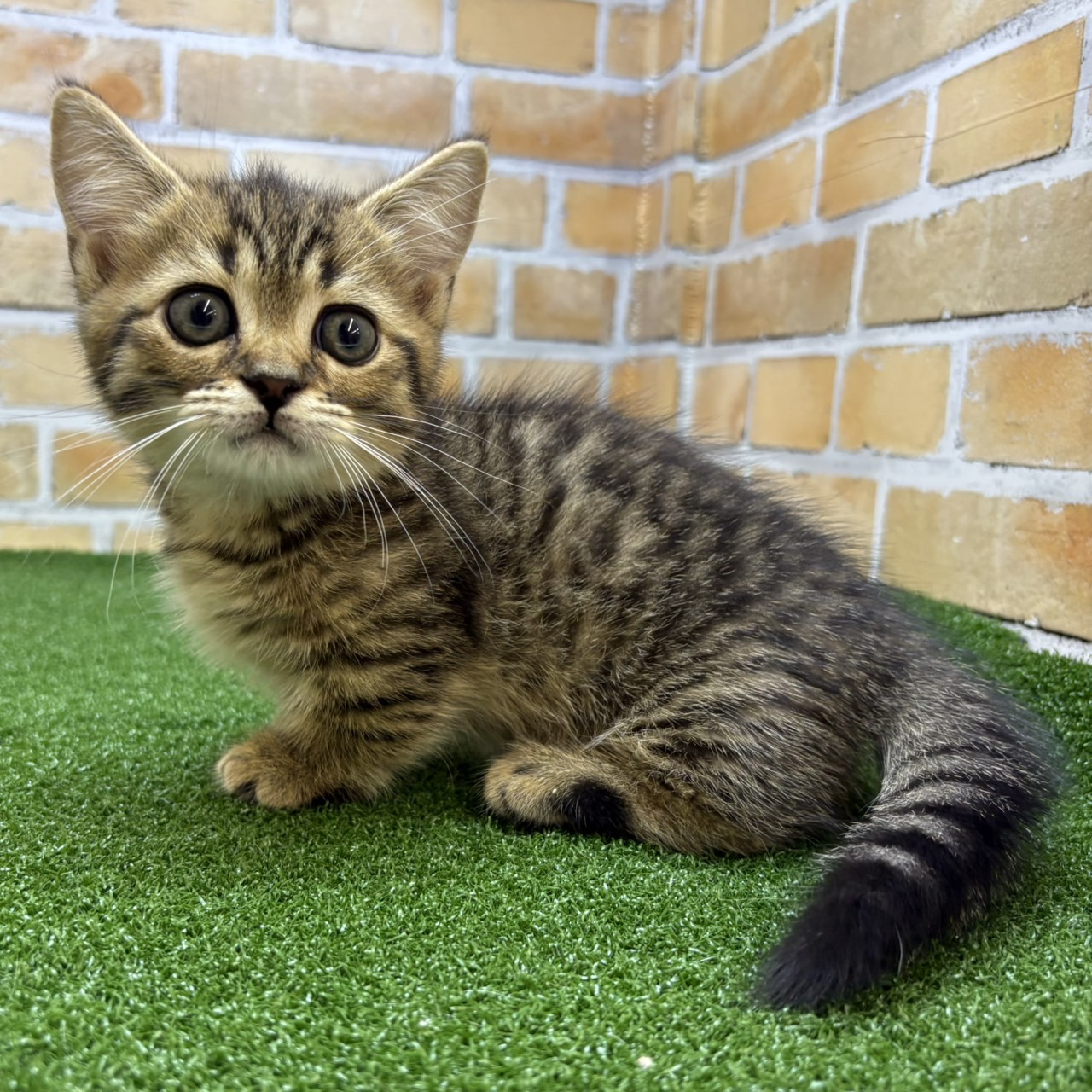 神奈川県のマンチカン (かねだい横浜店/2025年7月16日生まれ/男の子/ブラウンタビー)の子猫の2枚目の画像