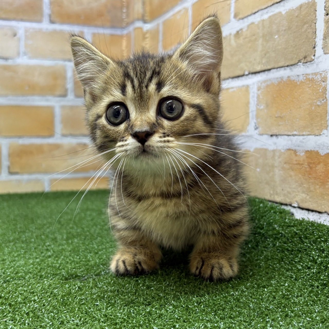 神奈川県のマンチカン (かねだい横浜店/2025年7月16日生まれ/男の子/ブラウンタビー)の子猫の4枚目の画像