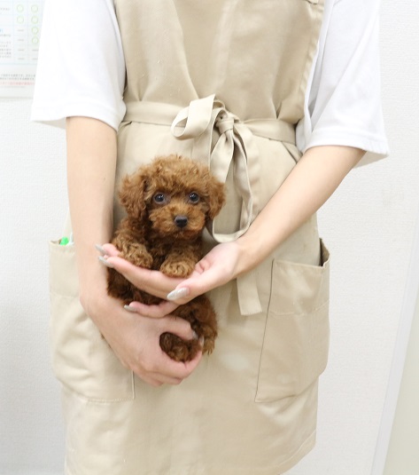 神奈川県のトイプードル(トイ) (かねだい伊勢原店/2025年7月8日生まれ/女の子/レッド)の子犬