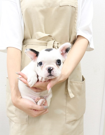 神奈川県のフレンチブルドッグ (かねだい伊勢原店/2025年7月18日生まれ/女の子/黒)の子犬