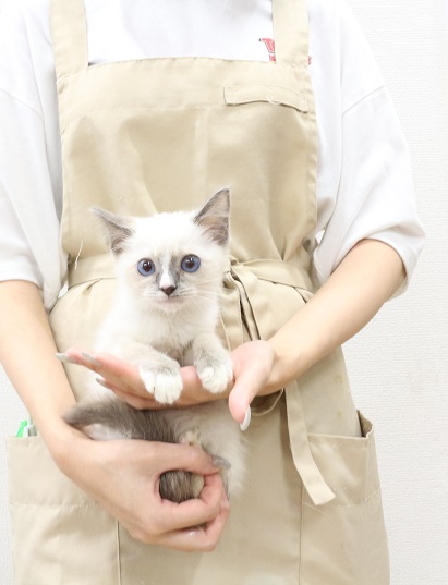 神奈川県のハーフ猫・ミックス猫 (かねだい伊勢原店/2025年7月19日生まれ/男の子/シールポイント)の子猫