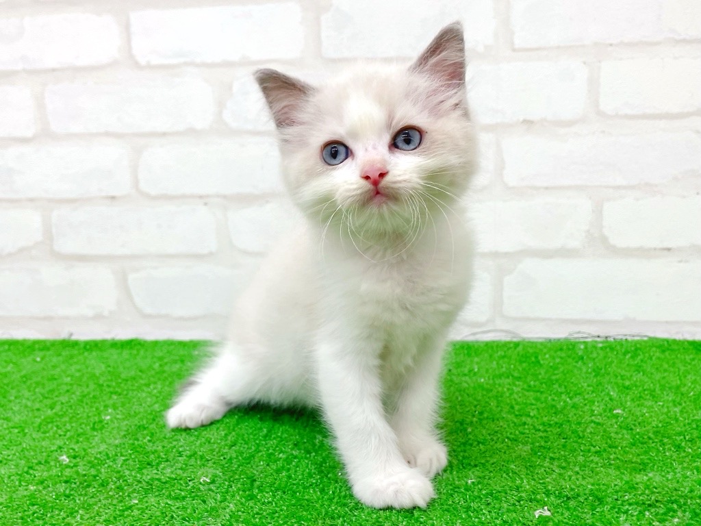 東京都のラグドール (かねだい立川店/2025年7月18日生まれ/男の子/ブルーポイントバイカラー)の子猫の2枚目の画像