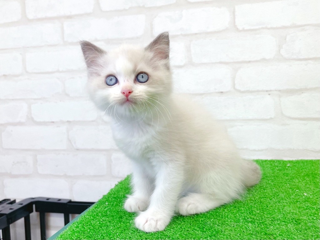 東京都のラグドール (かねだい立川店/2025年7月18日生まれ/男の子/ブルーポイントバイカラー)の子猫の3枚目の画像