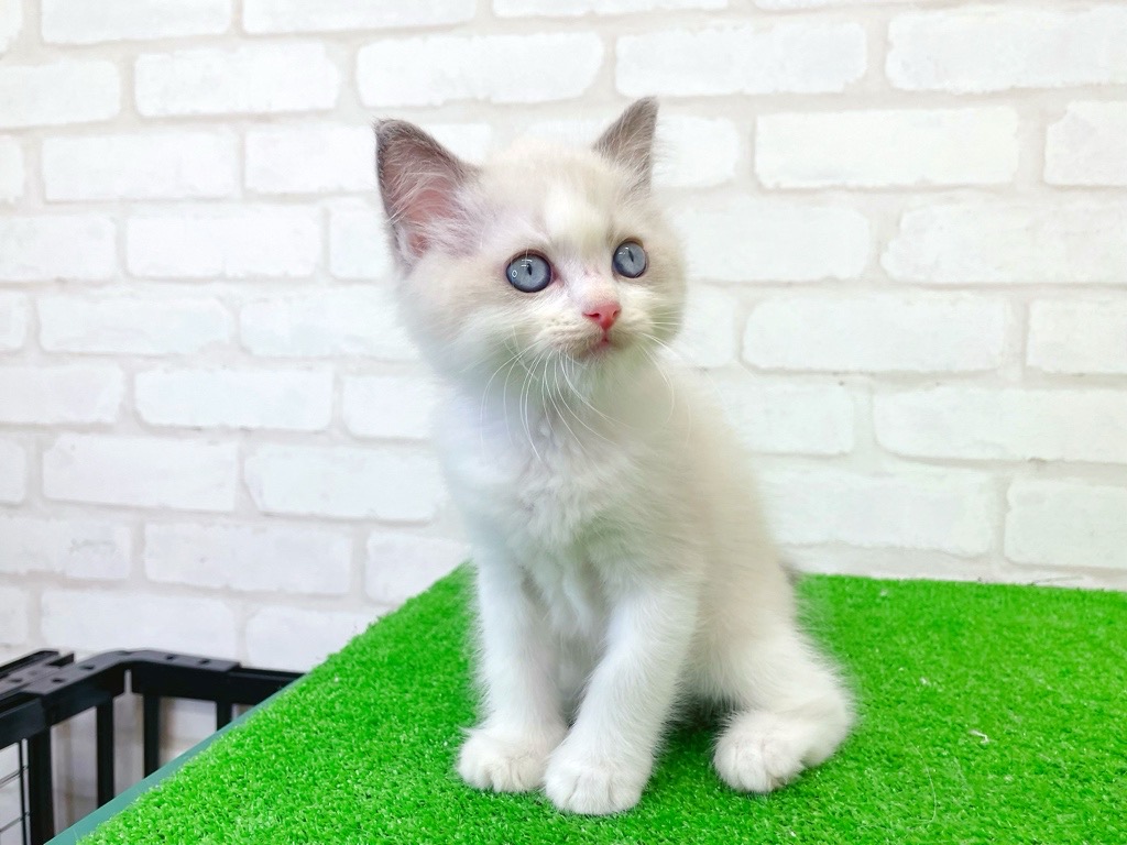 東京都のラグドール (かねだい立川店/2025年7月18日生まれ/男の子/ブルーポイントバイカラー)の子猫の4枚目の画像