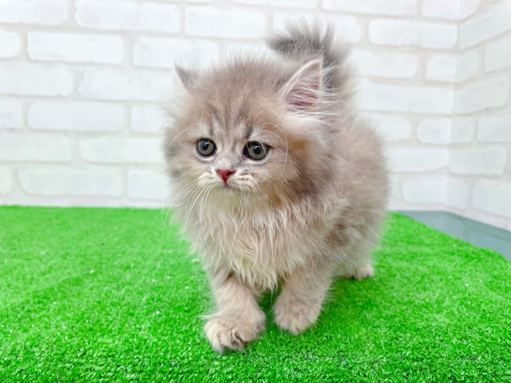東京都のミヌエット (かねだい立川店/2025年7月17日生まれ/女の子/ブルークリームタビー)の子猫の4枚目の画像