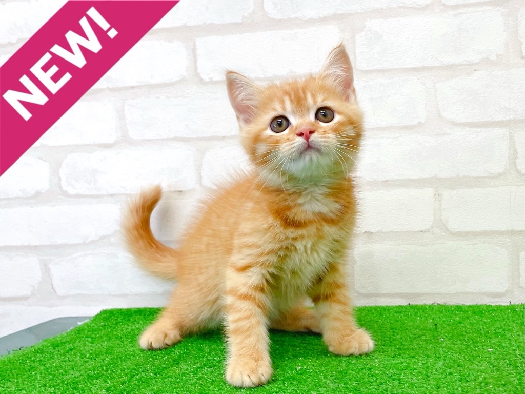 東京都のマンチカン (かねだい立川店/2025年7月20日生まれ/男の子/レッドタビー)の子猫の1枚目の画像