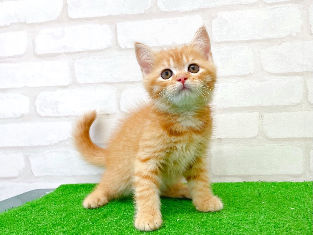 東京都のマンチカン (かねだい立川店/2025年7月20日生まれ/男の子/レッドタビー)の子猫の2枚目の画像