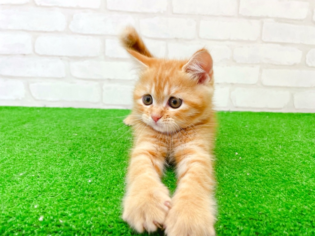 東京都のマンチカン (かねだい立川店/2025年7月20日生まれ/男の子/レッドタビー)の子猫の3枚目の画像