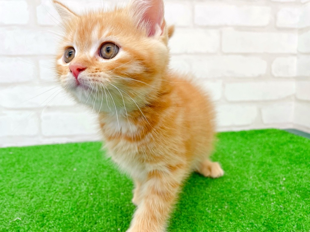 東京都のマンチカン (かねだい立川店/2025年7月20日生まれ/男の子/レッドタビー)の子猫の4枚目の画像