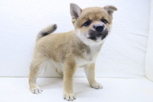 神奈川県の豆柴 (かねだい海老名店/2025年7月18日生まれ/女の子/赤)の子犬の2枚目の画像