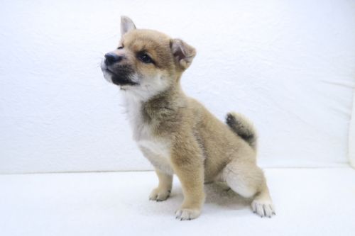 神奈川県の豆柴 (かねだい海老名店/2025年7月18日生まれ/女の子/赤)の子犬の3枚目の画像