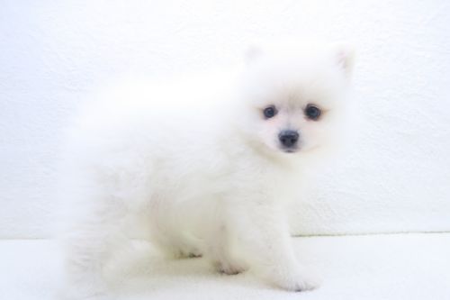 神奈川県のポメラニアン (かねだい海老名店/2025年7月19日生まれ/女の子/クリーム)の子犬の1枚目の画像