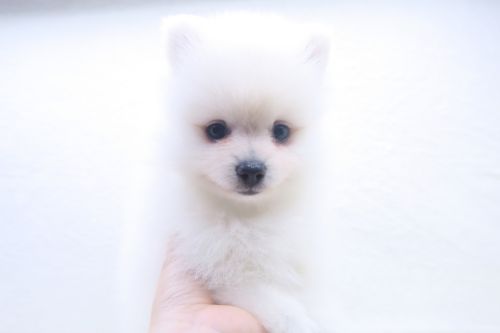 神奈川県のポメラニアン (かねだい海老名店/2025年7月19日生まれ/女の子/クリーム)の子犬の2枚目の画像
