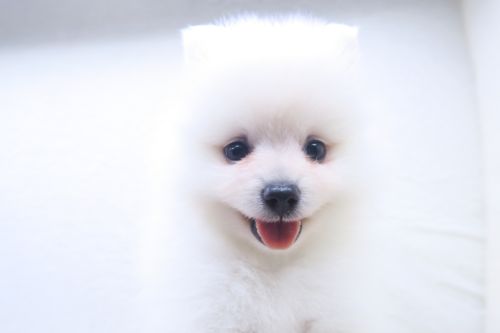 神奈川県のポメラニアン (かねだい海老名店/2025年7月19日生まれ/女の子/クリーム)の子犬の3枚目の画像