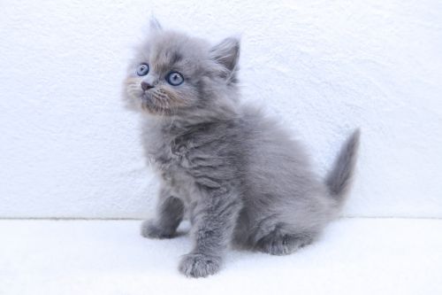 神奈川県のハーフ猫・ミックス猫 (かねだい海老名店/2025年7月17日生まれ/男の子/ブルー)の子猫の2枚目の画像