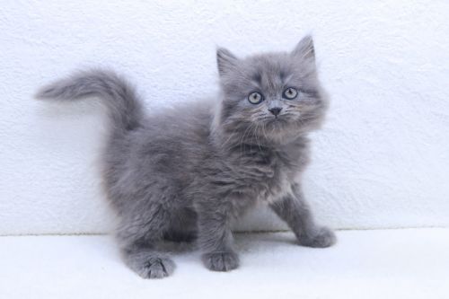 神奈川県のハーフ猫・ミックス猫 (かねだい海老名店/2025年7月17日生まれ/女の子/ブルー)の子猫の1枚目の画像