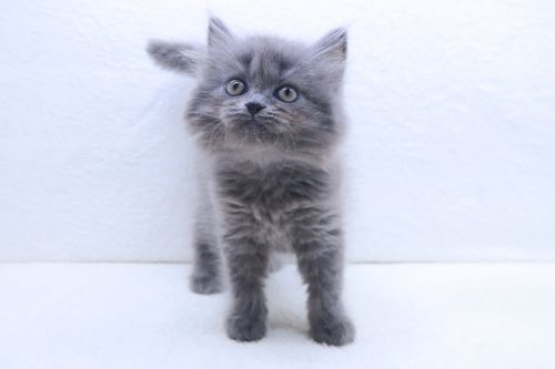 神奈川県のハーフ猫・ミックス猫 (かねだい海老名店/2025年7月17日生まれ/女の子/ブルー)の子猫の2枚目の画像