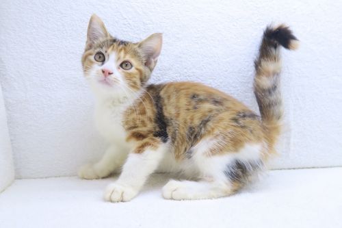 神奈川県のマンチカン (かねだい海老名店/2025年6月27日生まれ/女の子/キャリコ)の子猫の1枚目の画像