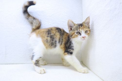 神奈川県のマンチカン (かねだい海老名店/2025年6月27日生まれ/女の子/キャリコ)の子猫の2枚目の画像