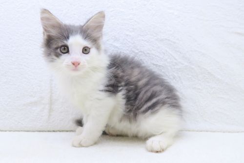 神奈川県のノルウェージャンフォレストキャット (かねだい海老名店/2025年7月18日生まれ/男の子/ブルータビーホワイト)の子猫の2枚目の画像