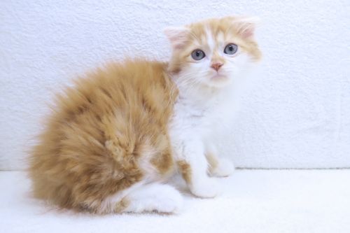 神奈川県のスコティッシュフォールド (かねだい海老名店/2025年7月14日生まれ/男の子/レッドタビーホワイト)の子猫の1枚目の画像