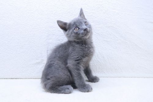 神奈川県のマンチカン (かねだい海老名店/2025年7月18日生まれ/男の子/ブルー)の子猫の1枚目の画像