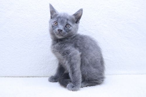 神奈川県のマンチカン (かねだい海老名店/2025年7月18日生まれ/男の子/ブルー)の子猫の2枚目の画像