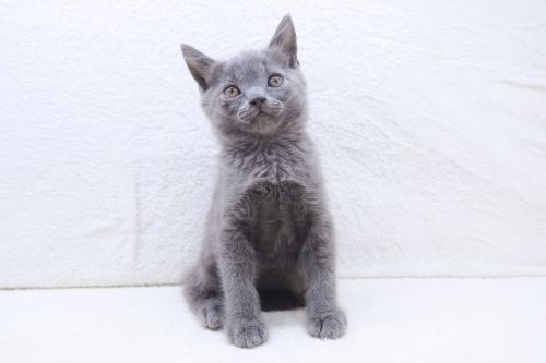 神奈川県のマンチカン (かねだい海老名店/2025年7月18日生まれ/男の子/ブルー)の子猫の3枚目の画像