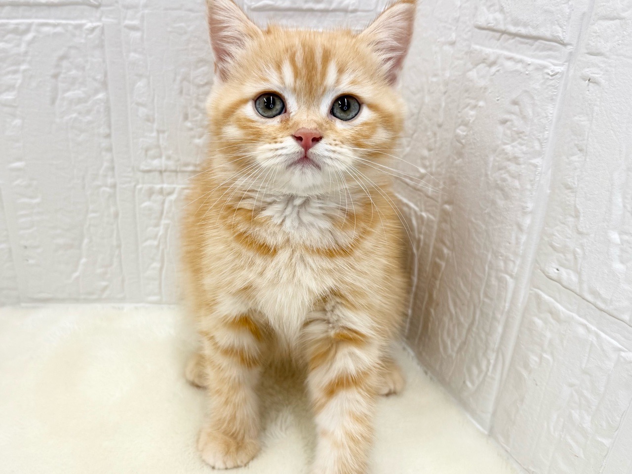 東京都のマンチカン (かねだい青梅店/2025年7月20日生まれ/女の子/レッドタビー)の子猫の2枚目の画像