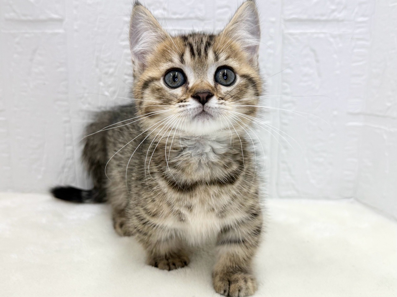 東京都のマンチカン (かねだい青梅店/2025年7月16日生まれ/男の子/ブラウンタビー)の子猫の2枚目の画像