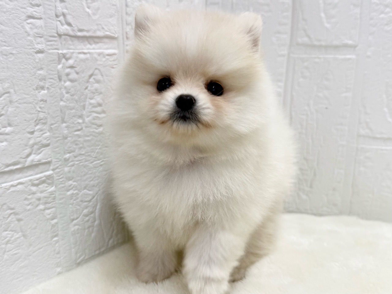 東京都のポメラニアン (かねだい青梅店/2025年7月19日生まれ/男の子/クリーム)の子犬の2枚目の画像