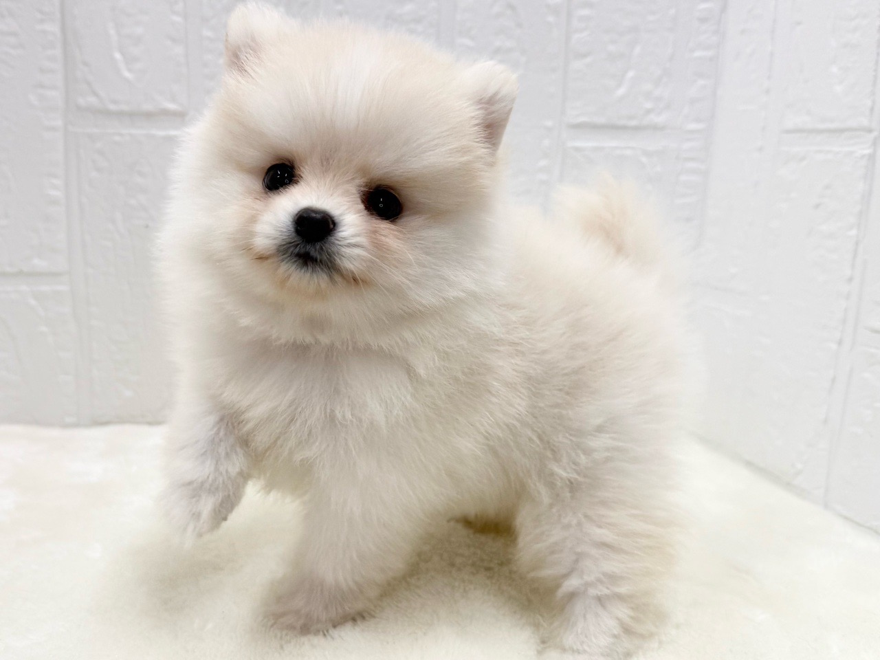 東京都のポメラニアン (かねだい青梅店/2025年7月19日生まれ/男の子/クリーム)の子犬の4枚目の画像