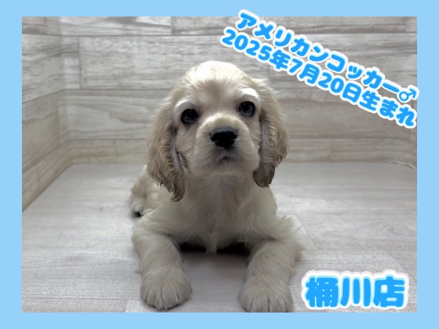 埼玉県のアメリカンコッカースパニエル (かねだい桶川店/2025年7月20日生まれ/男の子/バフ)の子犬の1枚目の画像