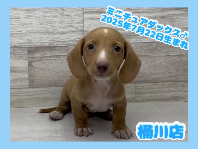埼玉県のミニチュアダックスフンド(スムース) (かねだい桶川店/2025年7月22日生まれ/男の子/ゴールド)の子犬の1枚目の画像