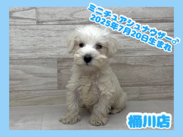 埼玉県のミニチュアシュナウザー (かねだい桶川店/2025年7月20日生まれ/男の子/ホワイト)の子犬の1枚目の画像