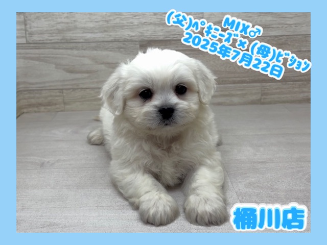 埼玉県のハーフ犬・ミックス犬 (かねだい桶川店/2025年7月22日生まれ/男の子/その他色)の子犬の1枚目の画像