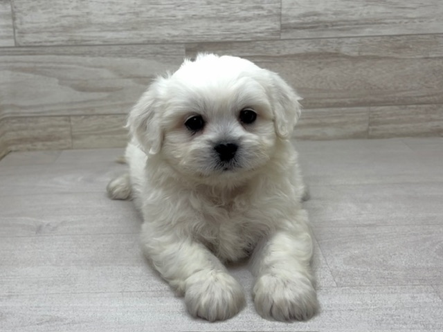 埼玉県のハーフ犬・ミックス犬 (かねだい桶川店/2025年7月22日生まれ/男の子/その他色)の子犬の2枚目の画像