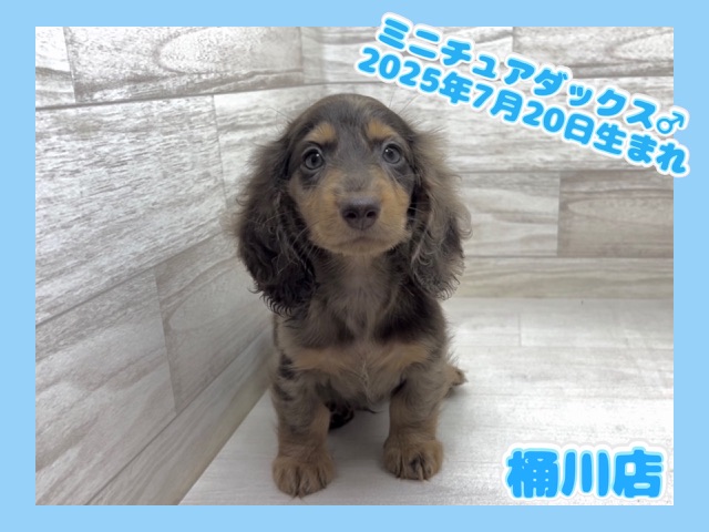 埼玉県のミニチュアダックスフンド(ロング) (かねだい桶川店/2025年7月20日生まれ/男の子/チョコレートダップル)の子犬の1枚目の画像