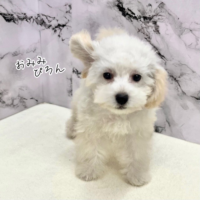 神奈川県のトイプードル(トイ) (かねだい東戸塚店/2025年7月2日生まれ/女の子/クリーム)の子犬の2枚目の画像