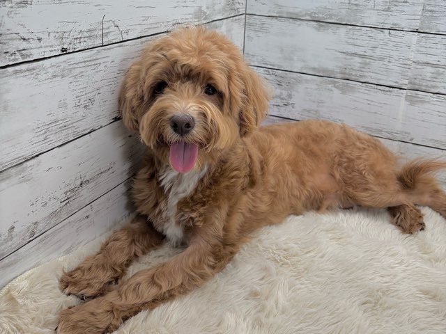 新潟県のハーフ犬・ミックス犬 (かねだいペットトライアル魚沼/2025年1月25日生まれ/男の子/アプリコットホワイト)の子犬の3枚目の画像