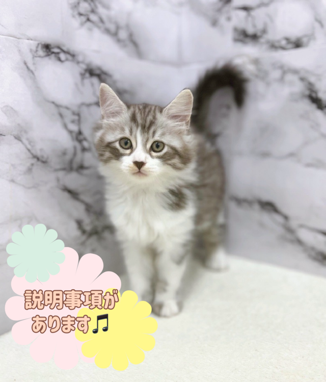 神奈川県のマンチカン (かねだい東戸塚店/2025年7月5日生まれ/男の子/シルバータビーホワイト)の子猫の1枚目の画像