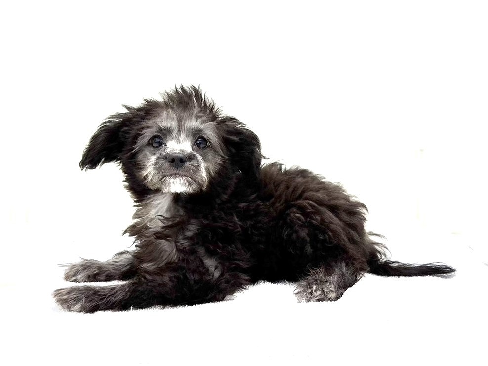 価格の安いMIX犬（父：トイプードル 母：チワワ）♂動画の要