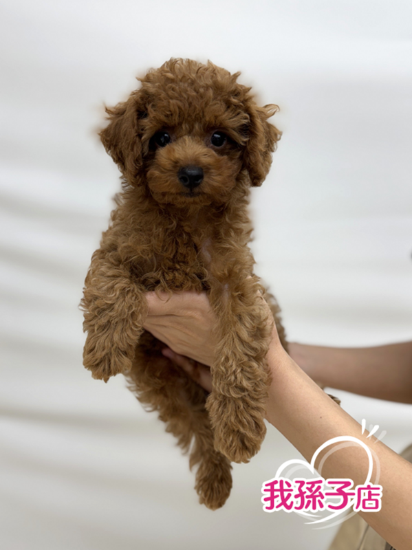 千葉県のトイプードル(トイ) (かねだい我孫子店/2025年6月15日生まれ/男の子/レッド)の子犬