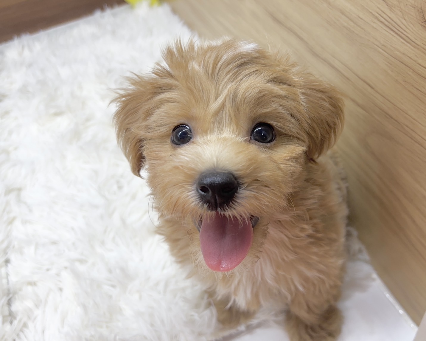 群馬県のハーフ犬・ミックス犬 (かねだいペットトライアル桐生/2025年7月14日生まれ/男の子/アプリコット)の子犬の1枚目の画像