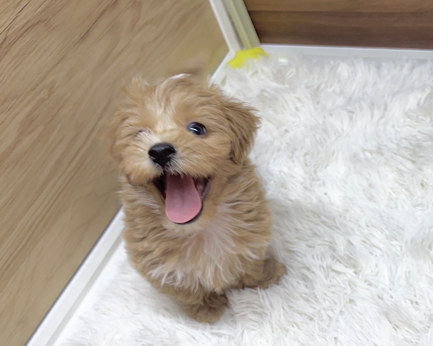 群馬県のハーフ犬・ミックス犬 (かねだいペットトライアル桐生/2025年7月14日生まれ/男の子/アプリコット)の子犬の2枚目の画像