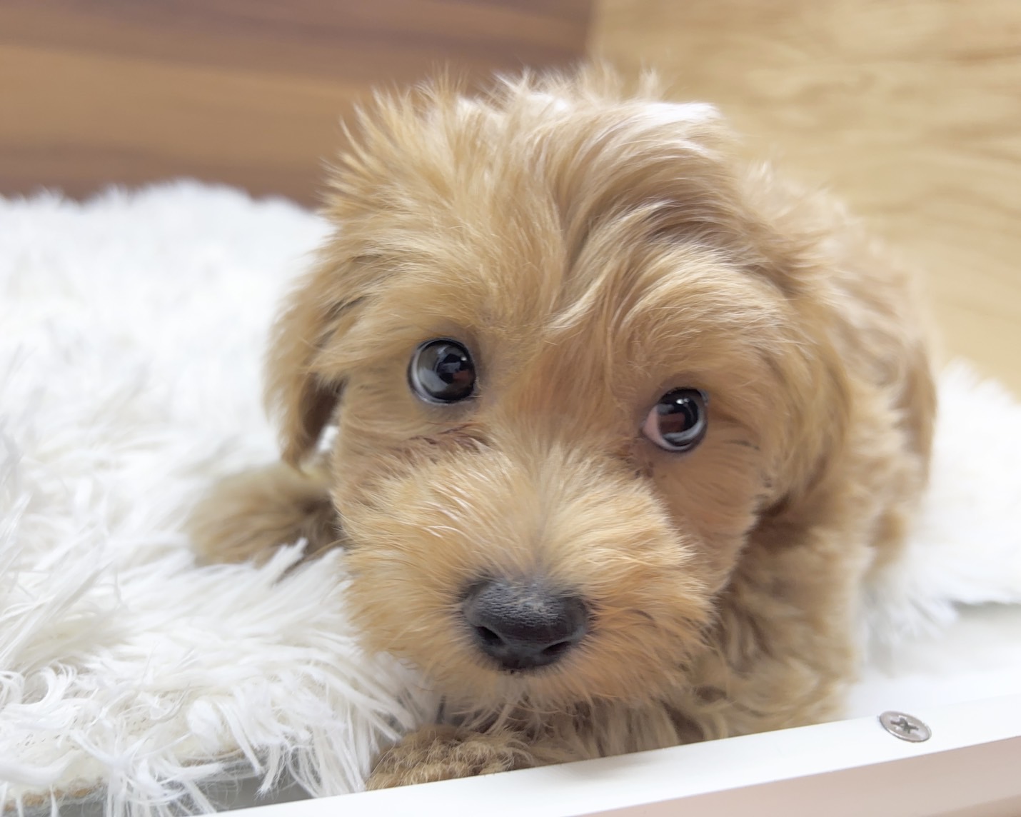 群馬県のハーフ犬・ミックス犬 (かねだいペットトライアル桐生/2025年7月14日生まれ/男の子/アプリコット)の子犬の3枚目の画像