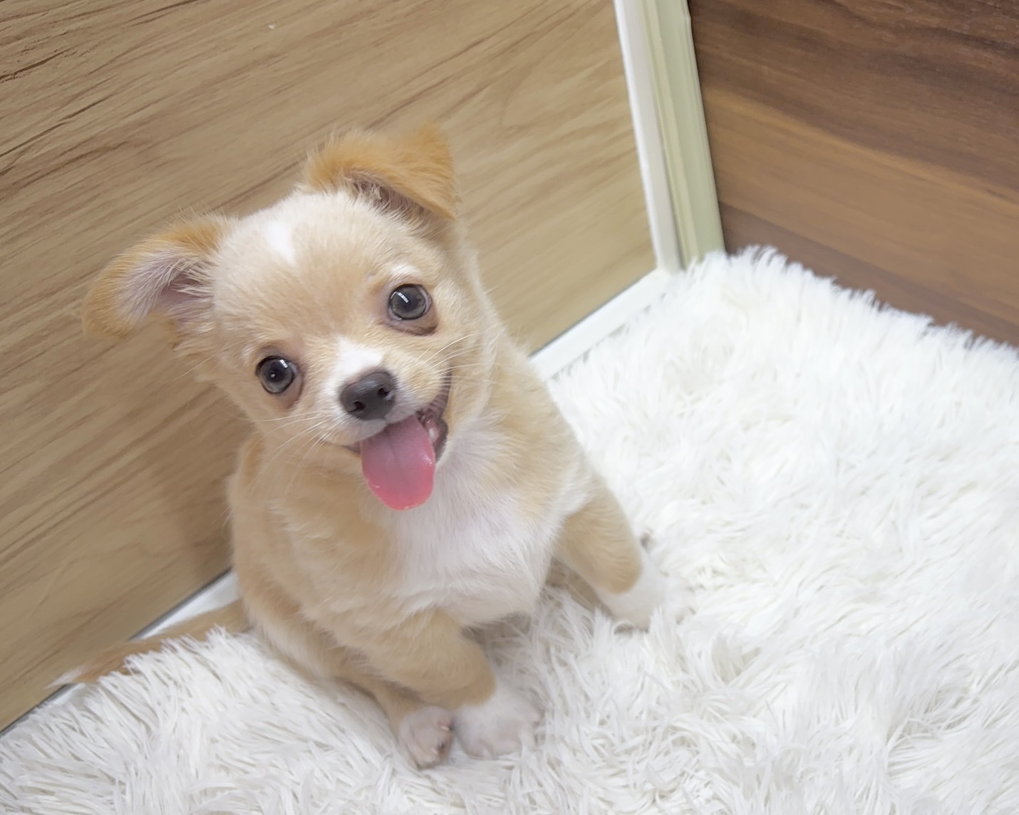 愛犬サンプル写真 価格の安い✿チワワ（L） ♂ 動画が可愛い！ / ペットショップ