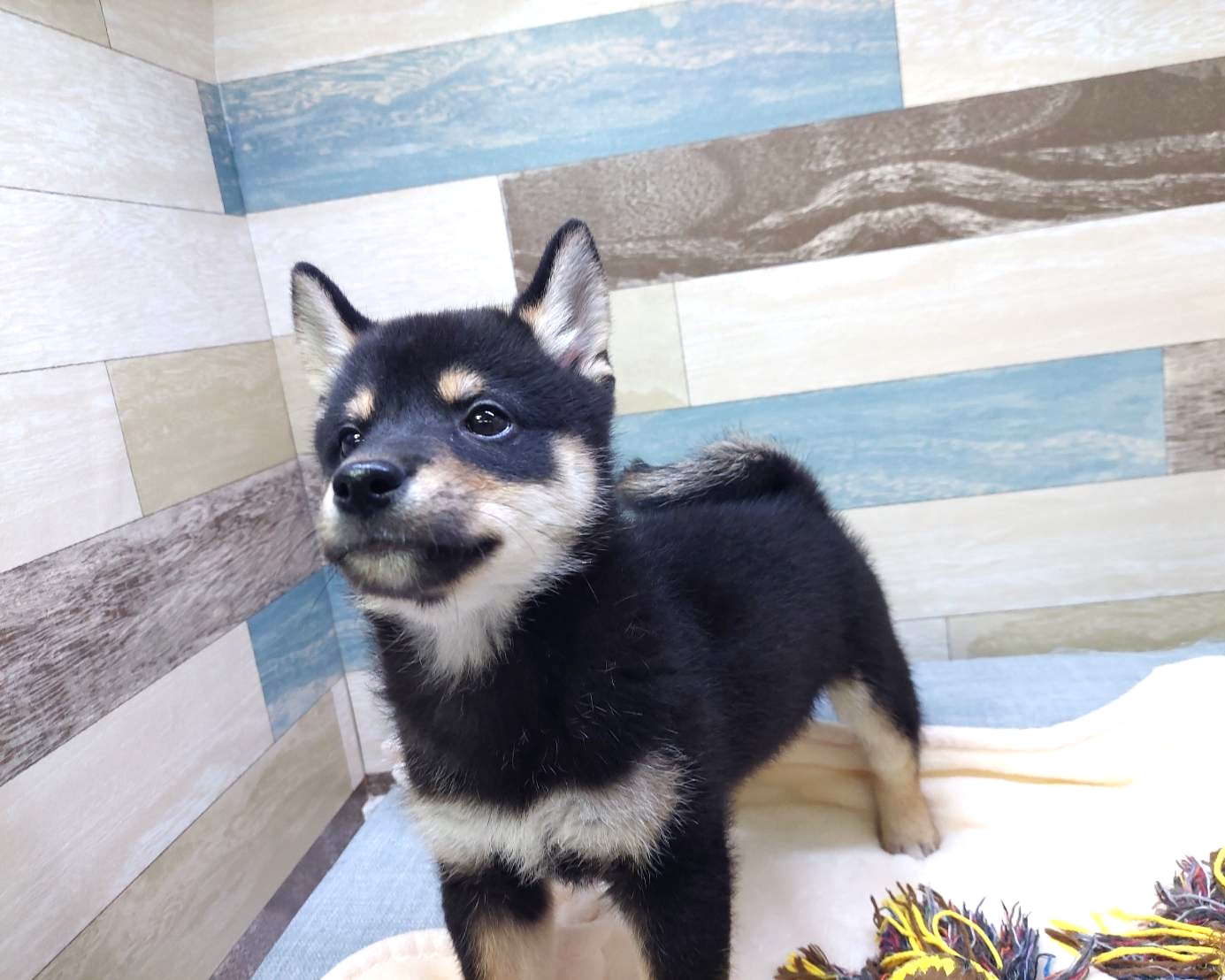 茨城県の柴犬(標準サイズ) (かねだいペットトライアル利根川/2025年7月19日生まれ/男の子/黒)の子犬の3枚目の画像