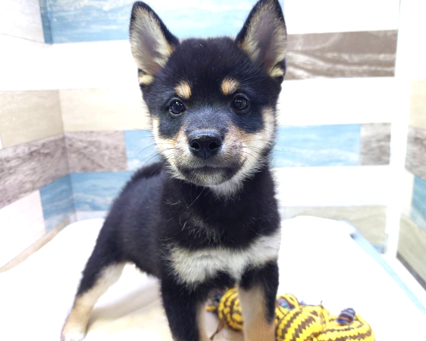 茨城県の柴犬(標準サイズ) (かねだいペットトライアル利根川/2025年7月19日生まれ/男の子/黒)の子犬の2枚目の画像
